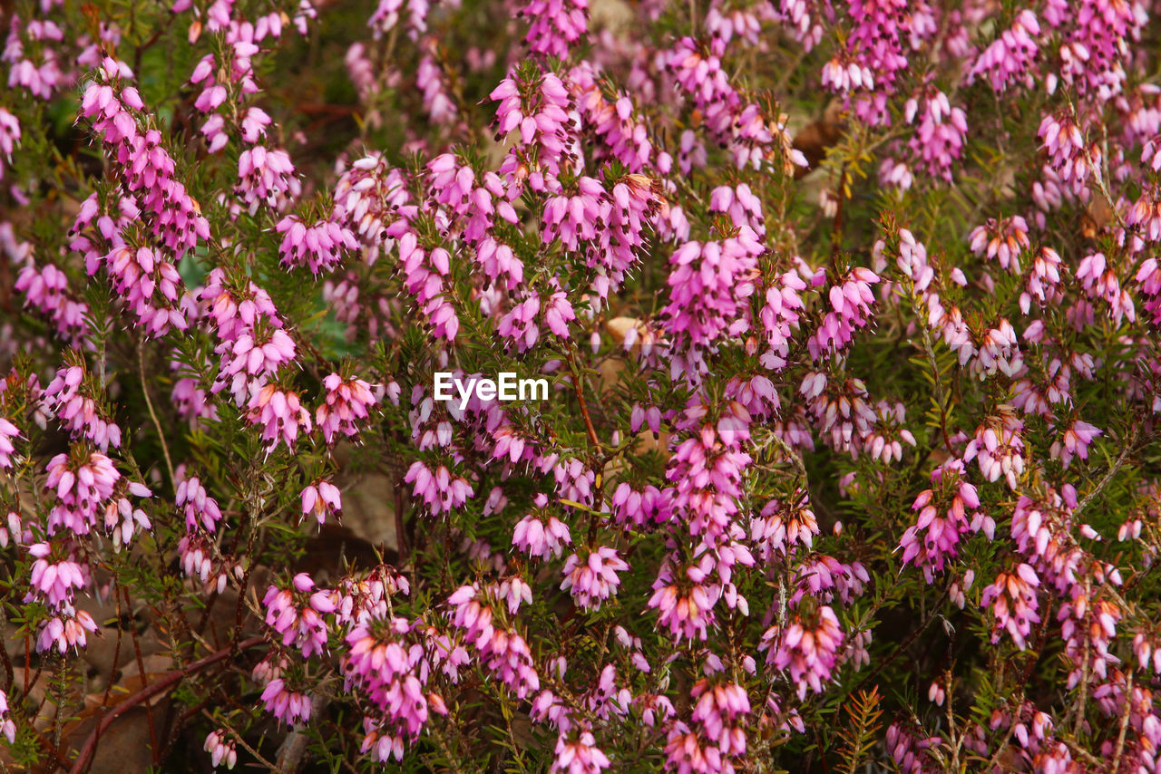 Close-up of pink flowering plants