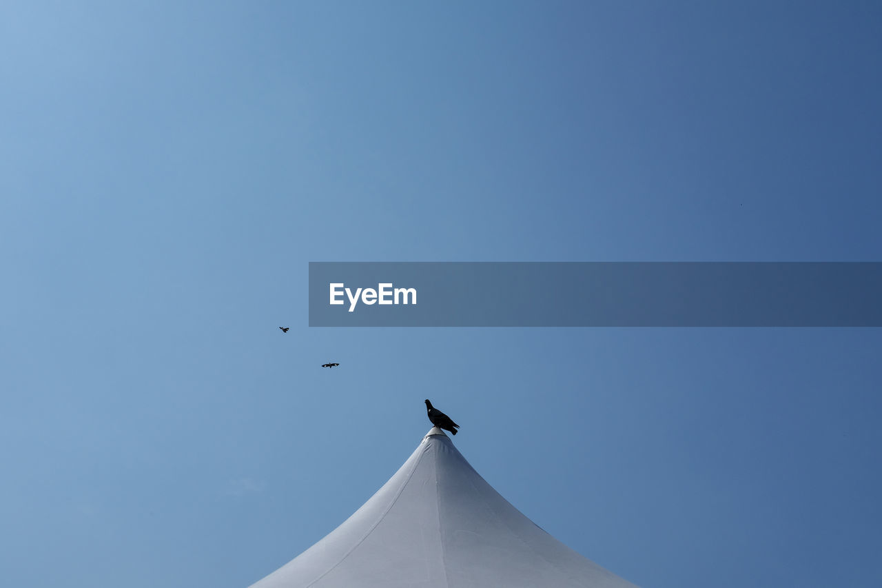 LOW ANGLE VIEW OF BIRD FLYING AGAINST BLUE SKY