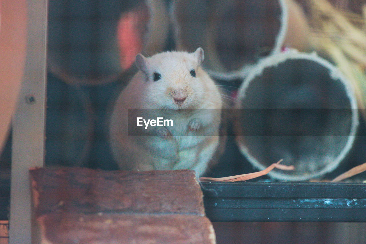 CLOSE-UP PORTRAIT OF A YOUNG ANIMAL