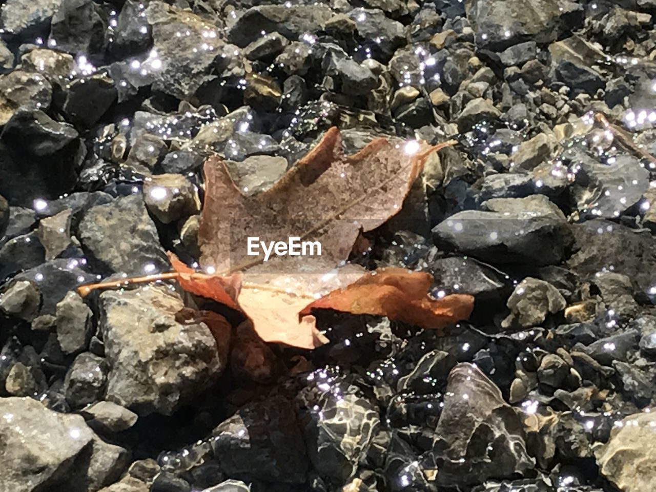 CLOSE-UP OF AUTUMN LEAVES ON ROCKS