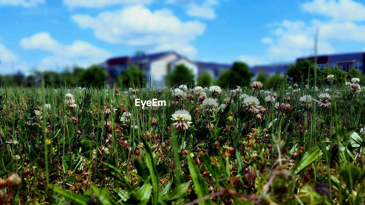 Close-up of white wildflowers against sky