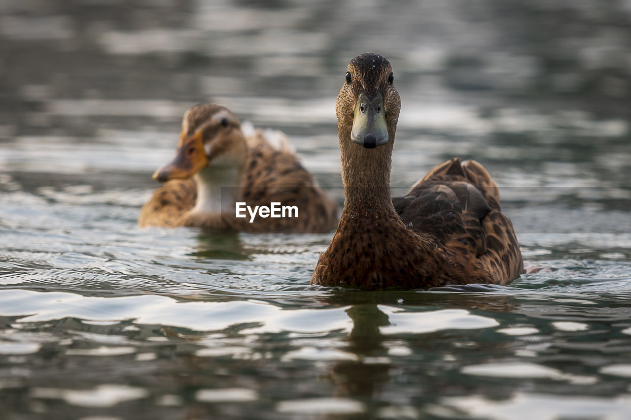 Ducks swimming in lake