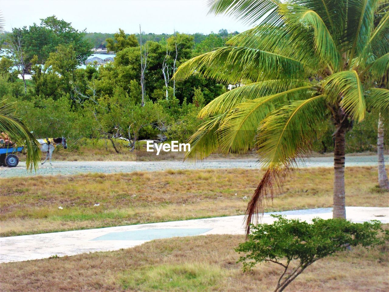 PALM TREES GROWING ON RIVERBANK