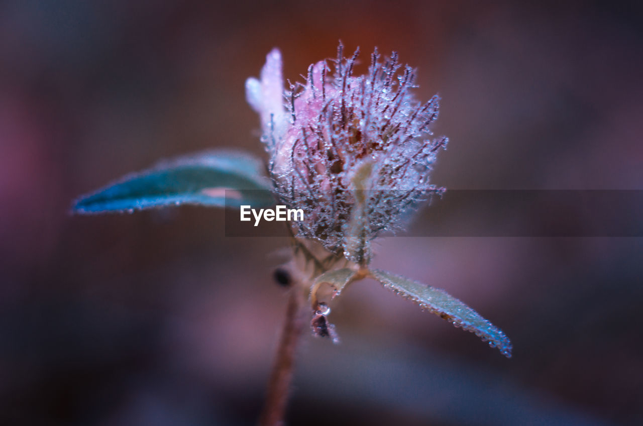 CLOSE-UP OF FROZEN PLANT