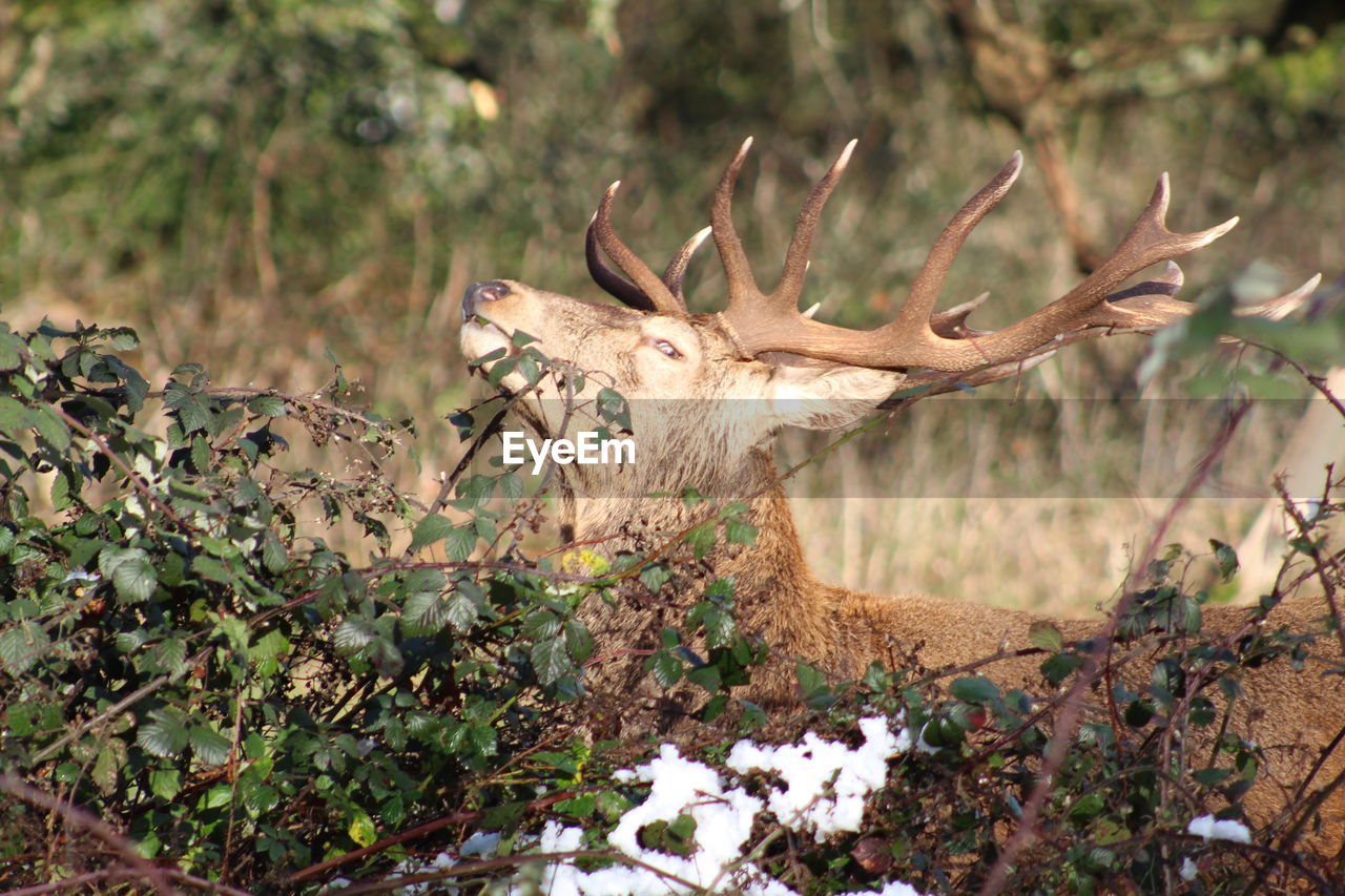 CLOSE-UP OF DEER