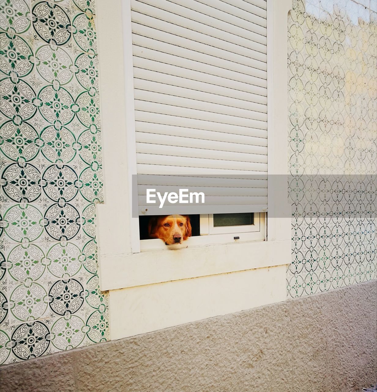 Portrait of a dog looking through window