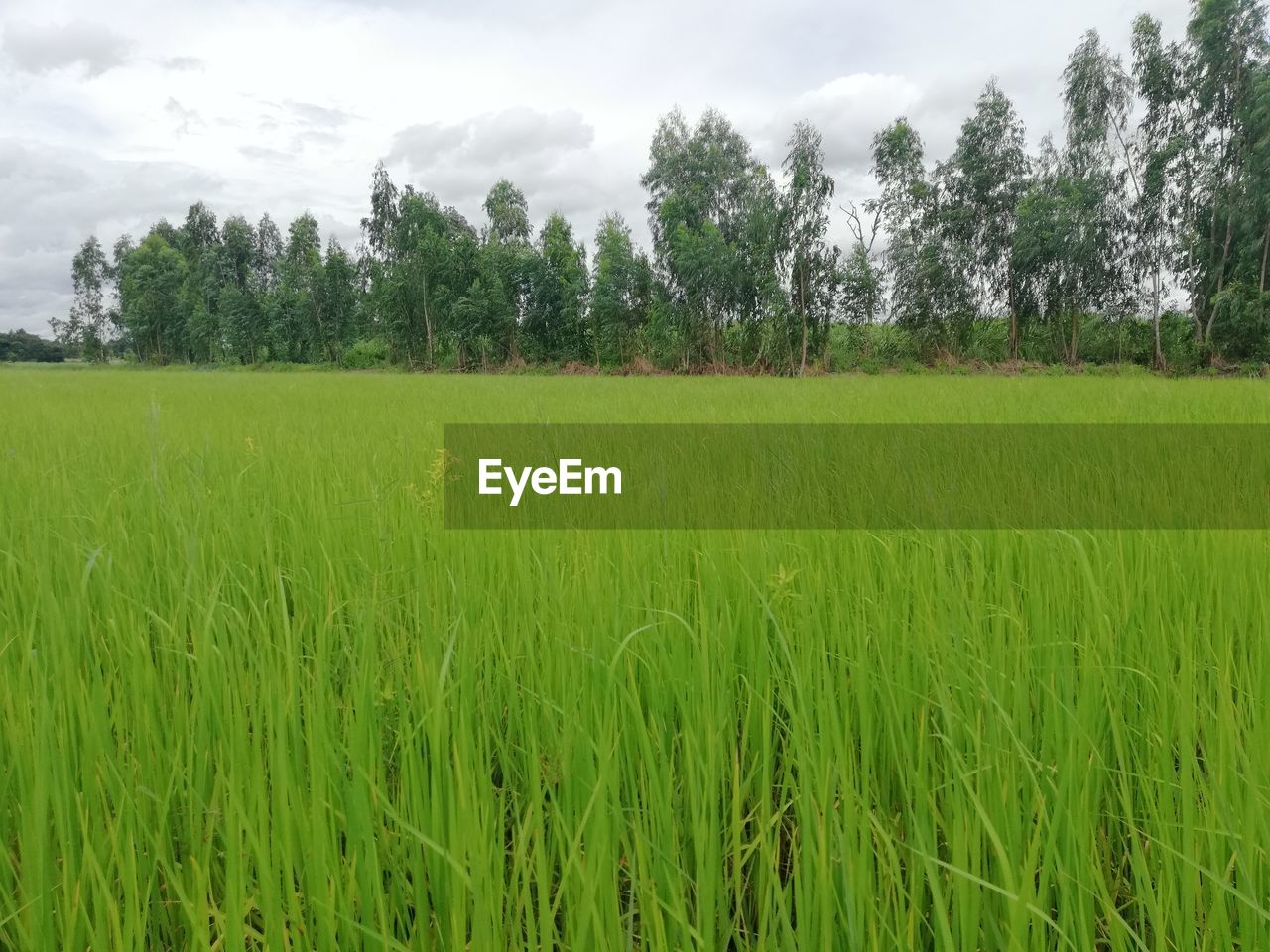 SCENIC VIEW OF AGRICULTURAL FIELD