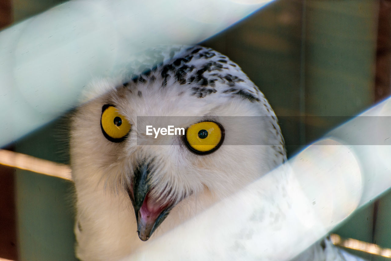 Portrait of barn owl in zoo