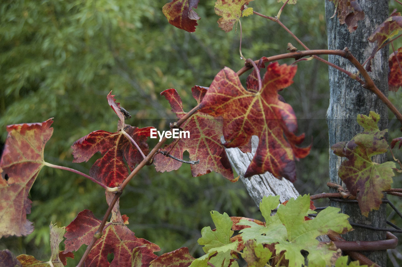 CLOSE-UP OF RED LEAVES ON BRANCH