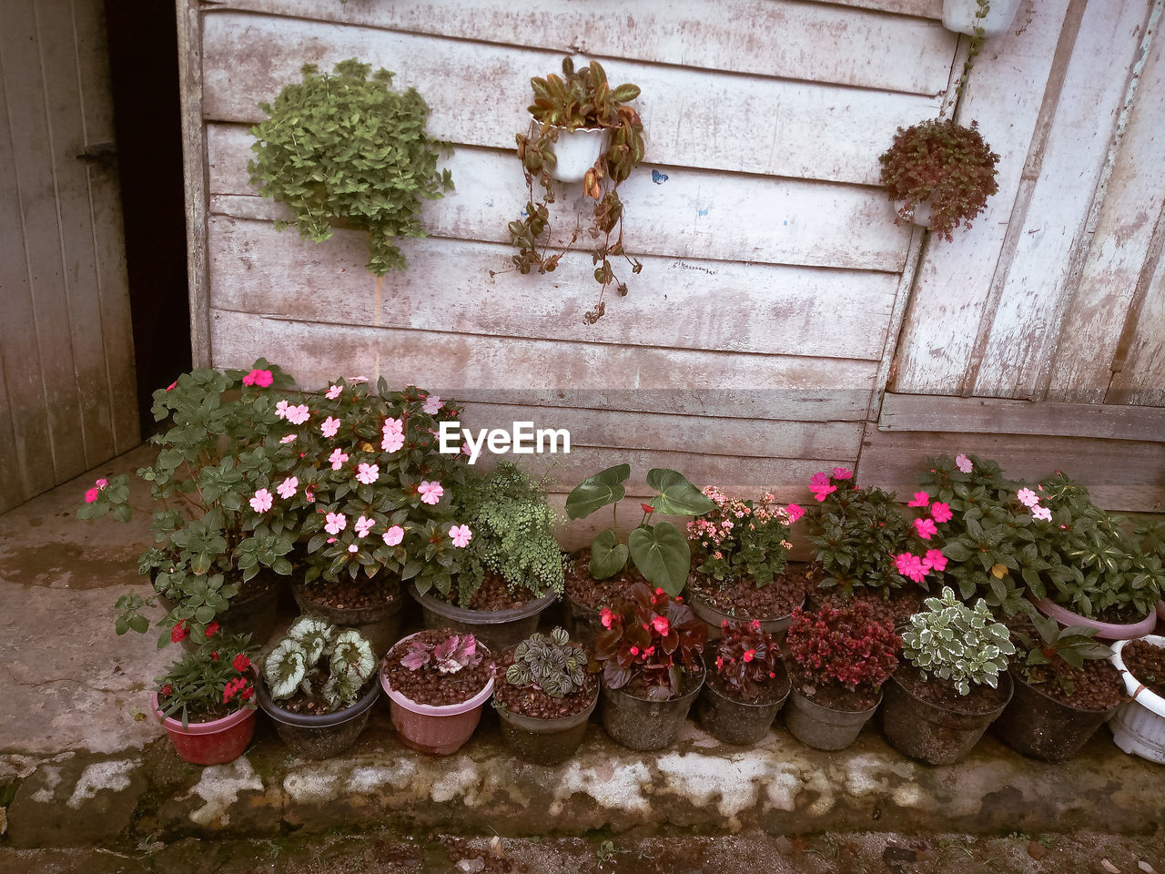 Flowers on potted plant against wall