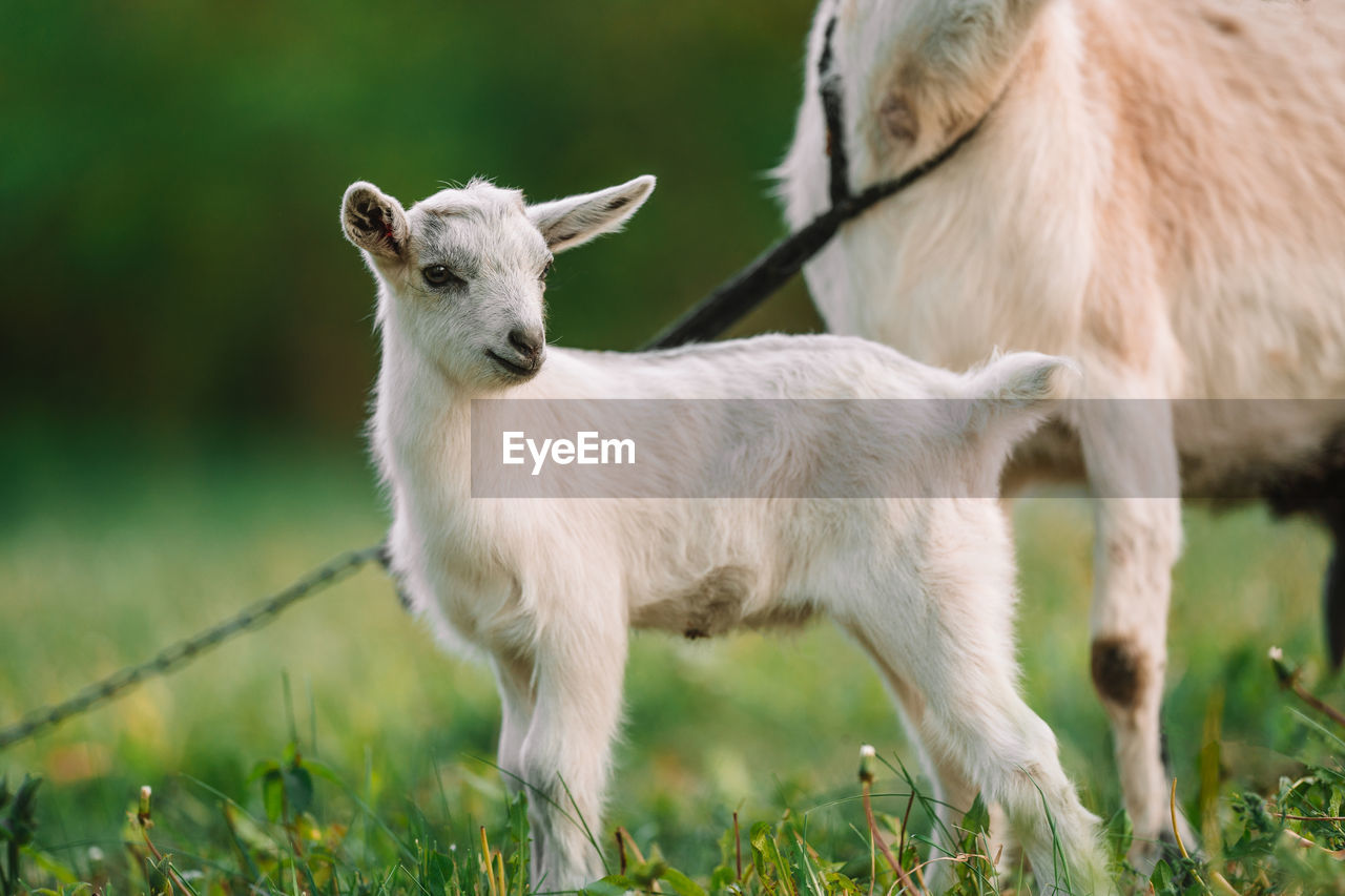 close-up of a goat