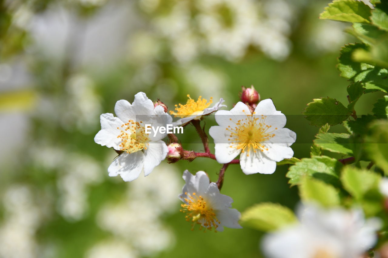 CLOSE-UP OF FRESH WHITE CHERRY BLOSSOM