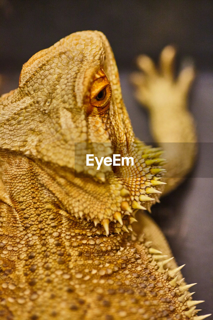 close-up of bearded dragon