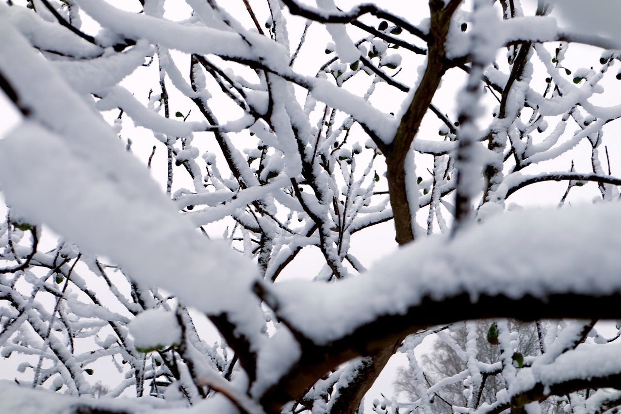 LOW ANGLE VIEW OF SNOW ON TREE