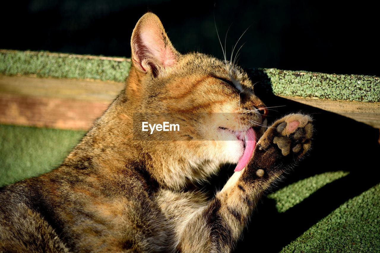 CLOSE-UP OF A CAT WITH CLOSED EYES