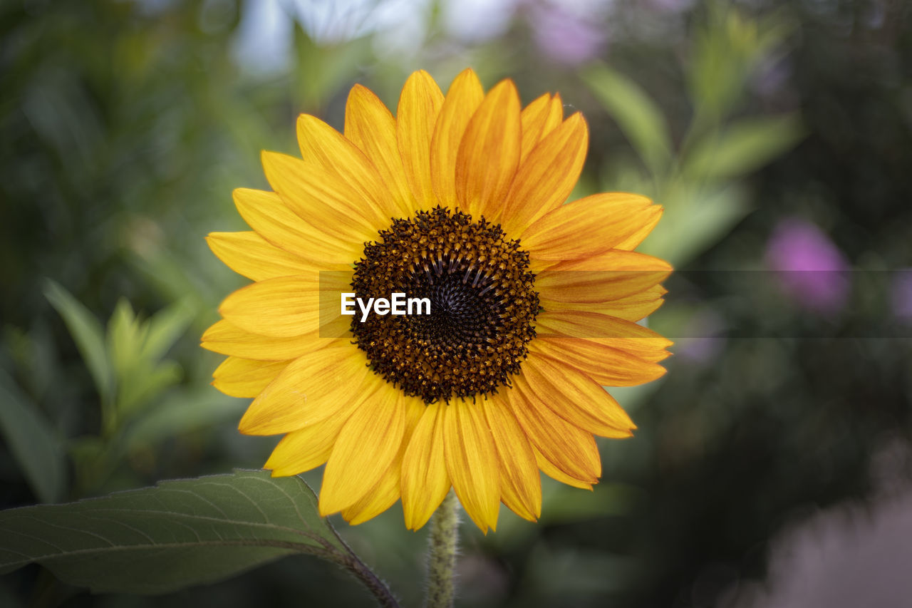 CLOSE-UP OF SUNFLOWERS ON SUNFLOWER