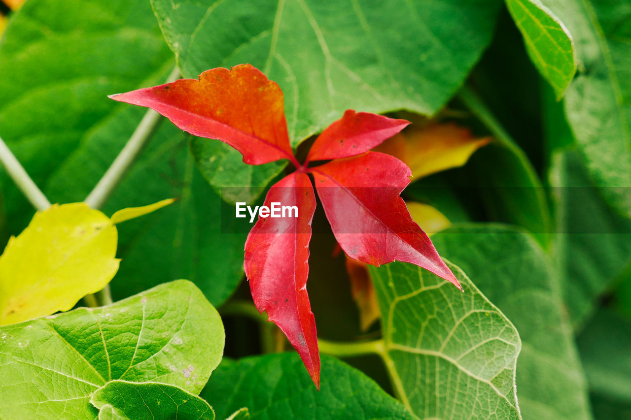 CLOSE-UP OF RED LEAVES ON PLANT WITH GREEN LEAF