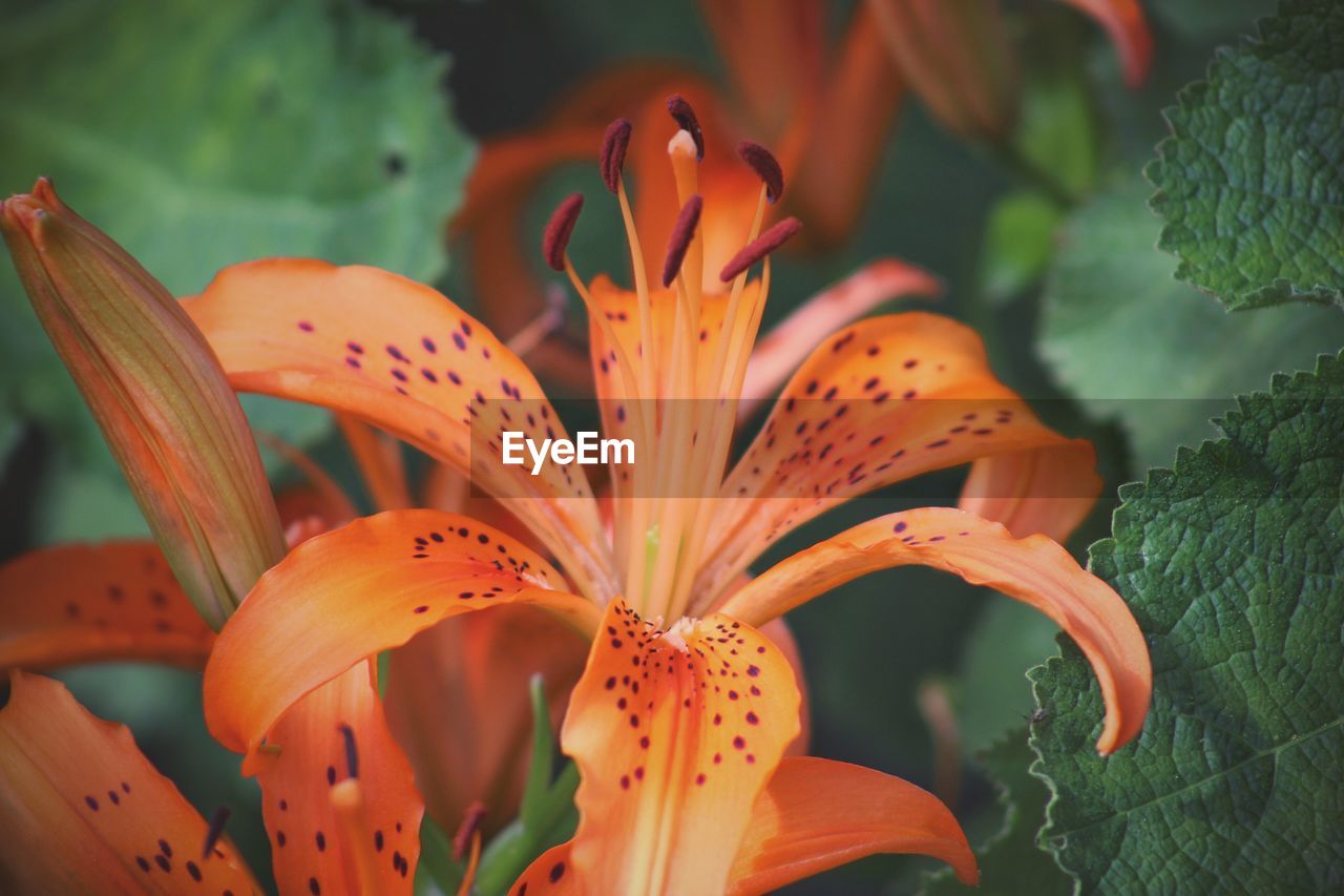 Close-up of day lily blooming outdoors