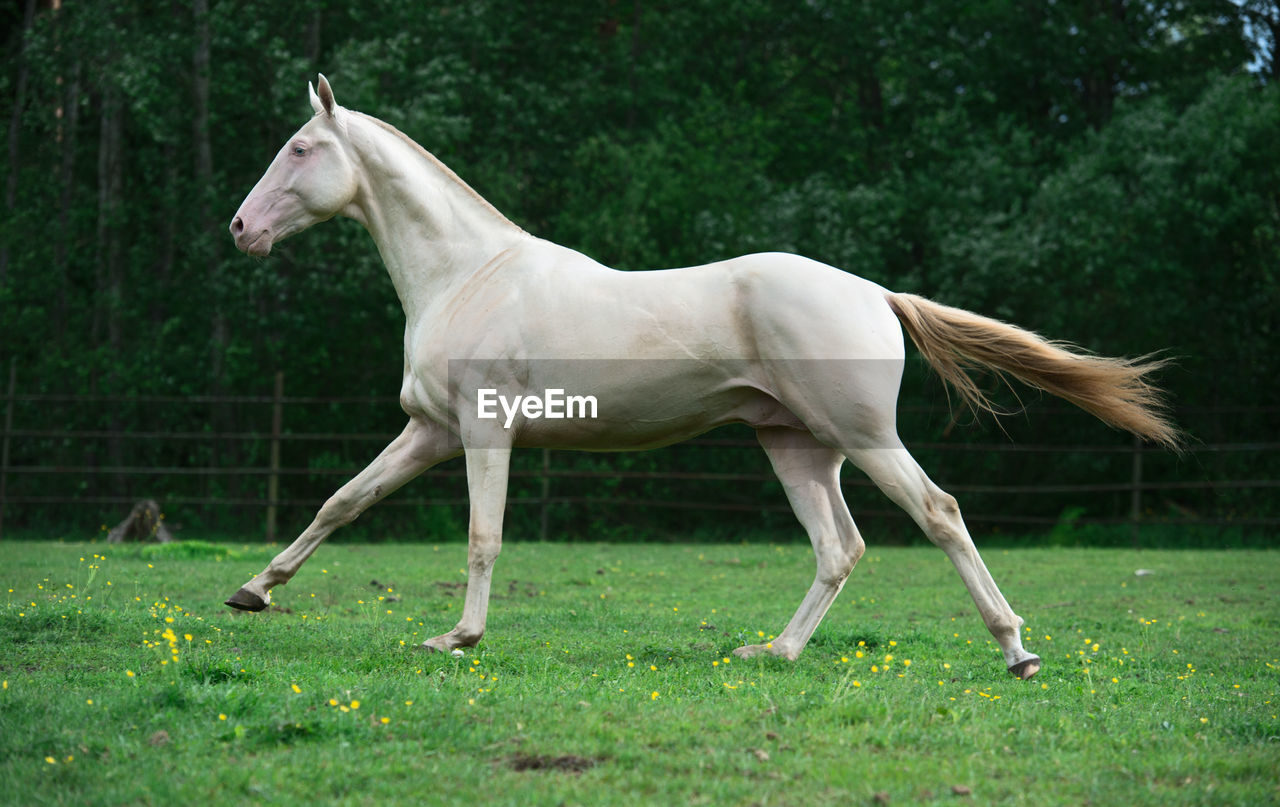 VIEW OF HORSE ON FIELD