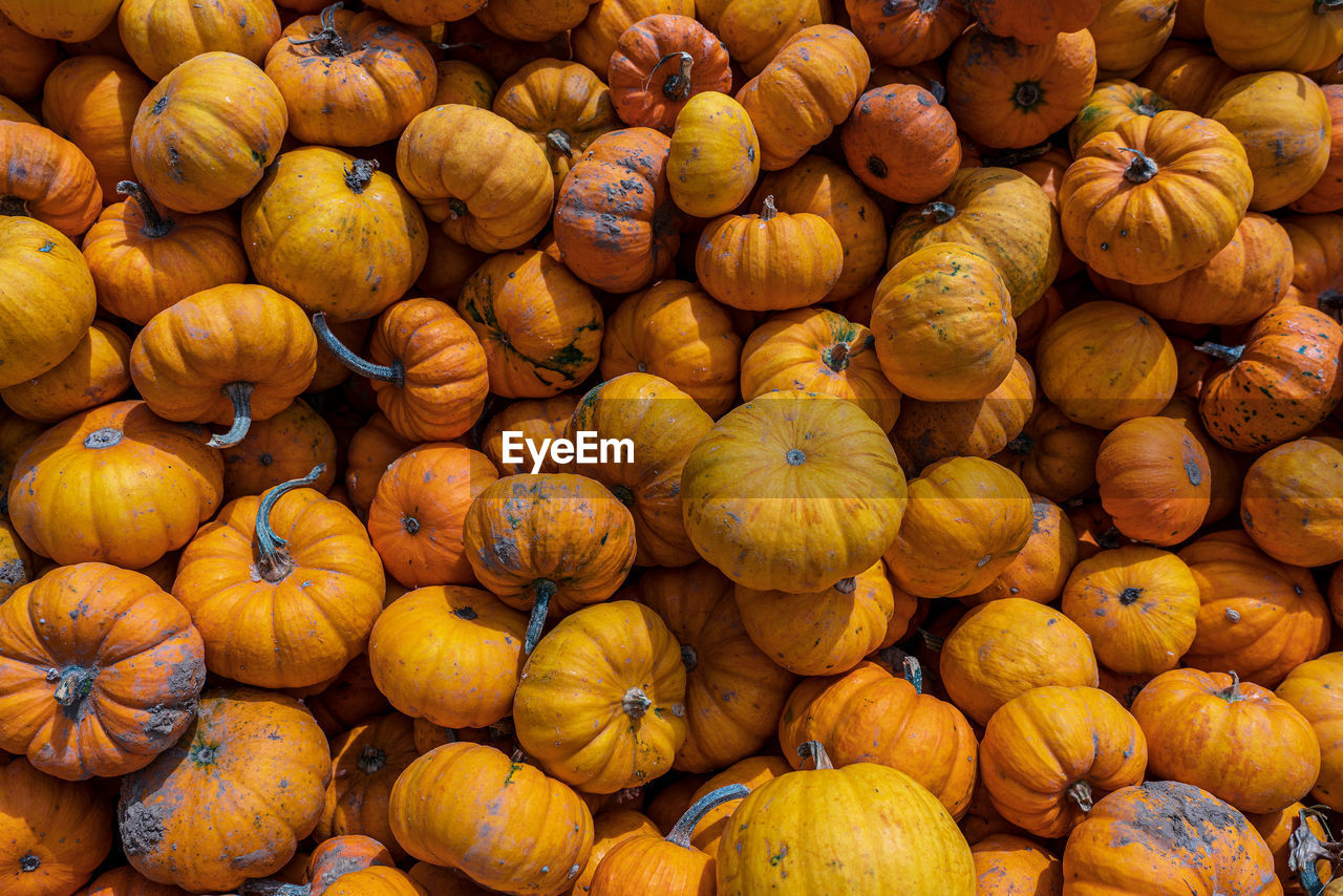 Full frame shot of pumpkins