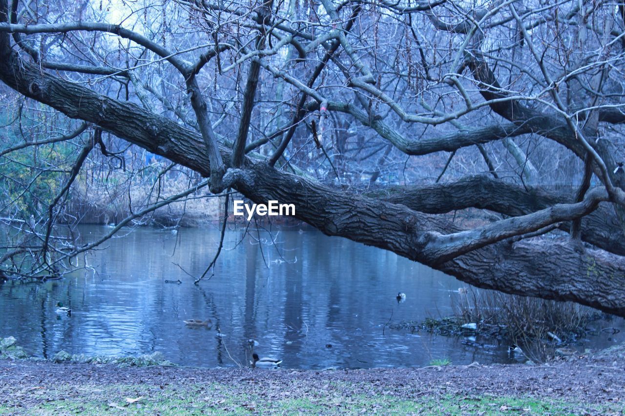 BARE TREE IN LAKE AGAINST SKY
