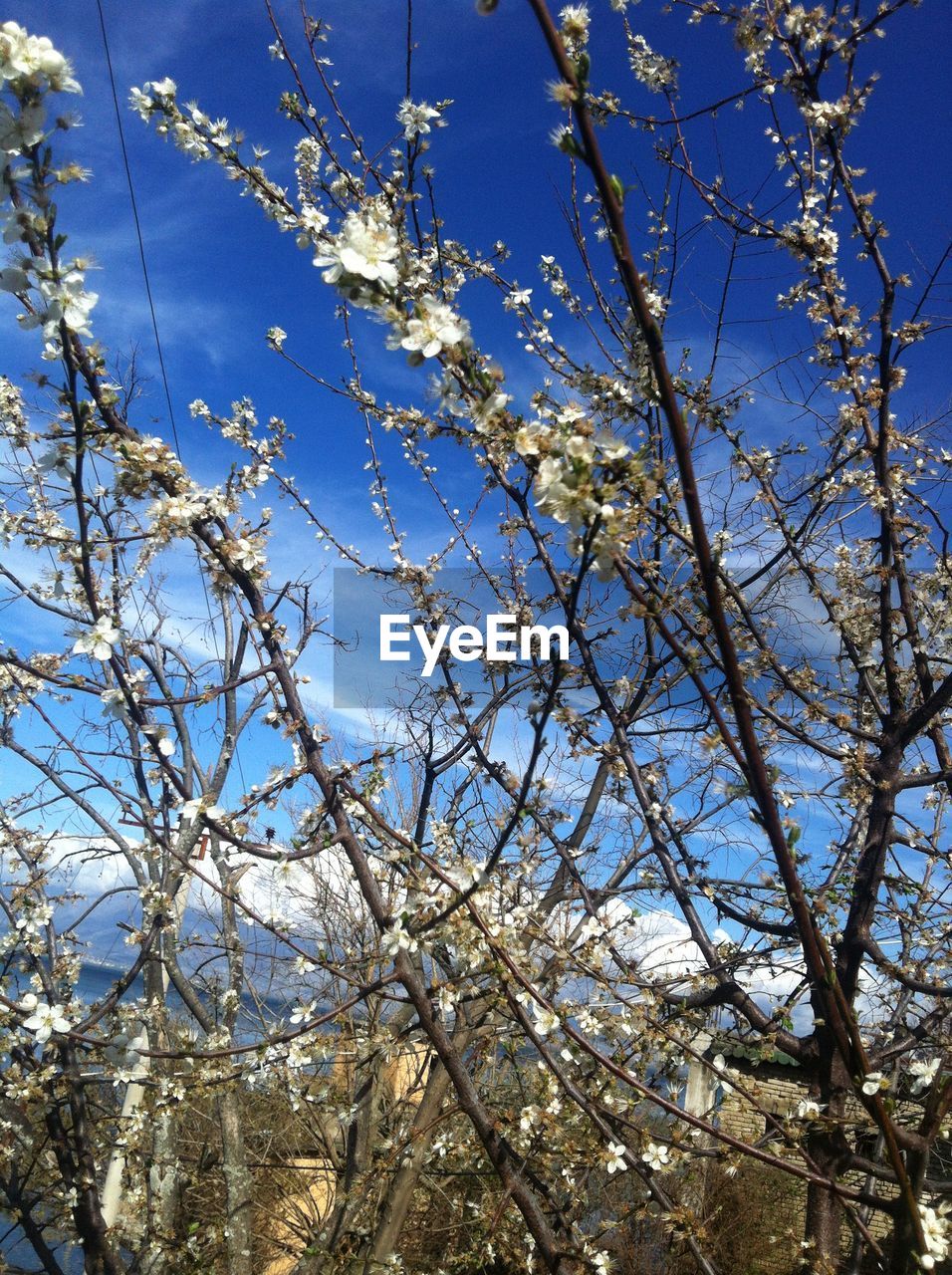 LOW ANGLE VIEW OF FLOWERS ON TREE