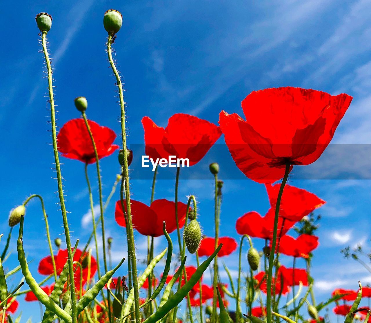 Close-up of red poppy flowers against sky