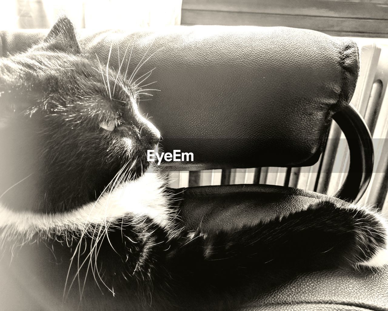 CLOSE-UP OF CAT SLEEPING ON SOFA