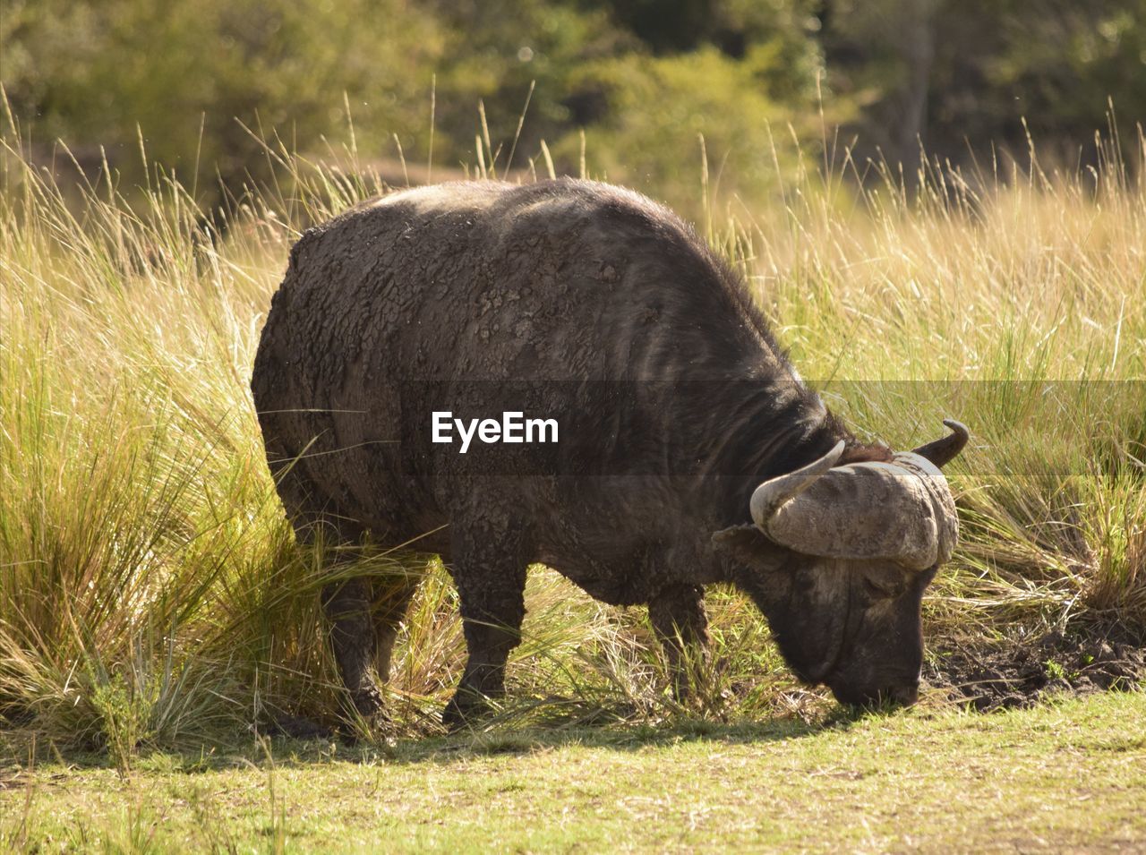 Close up of large african buffalo grazing in afternoon kenyan sun