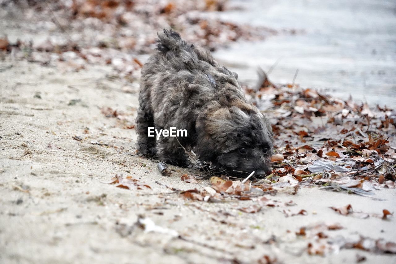 animal, animal themes, one animal, mammal, wildlife, close-up, pet, animal wildlife, no people, nature, selective focus, land, domestic animals, day, young animal, outdoors, winter, canine