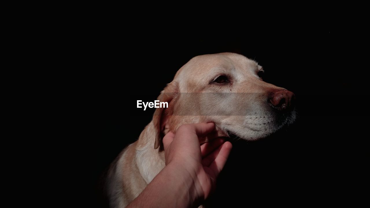 Close-up of a labrador retriever over black background