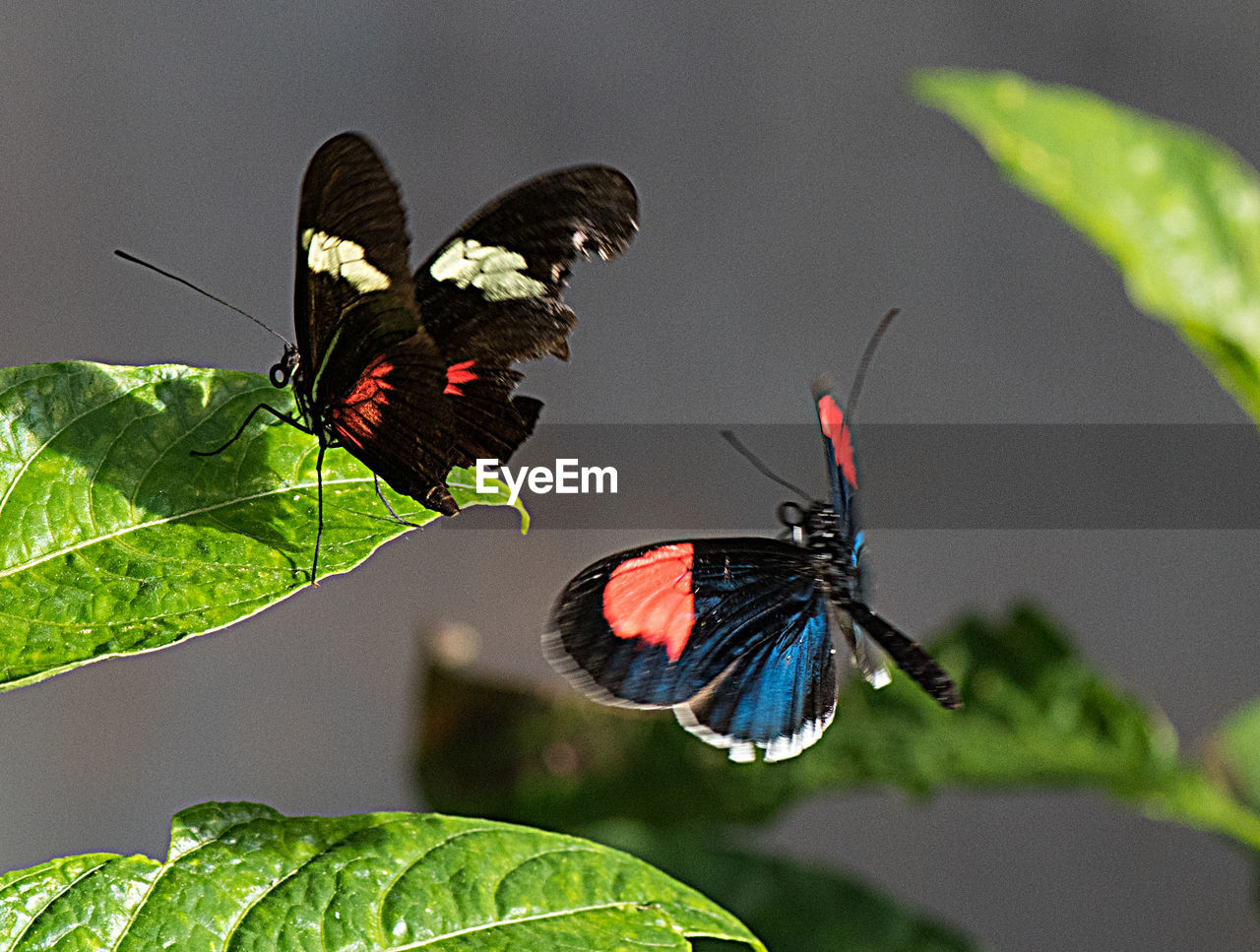 BUTTERFLY ON LEAF