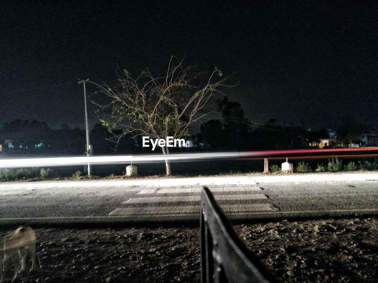 ILLUMINATED TREE AT NIGHT