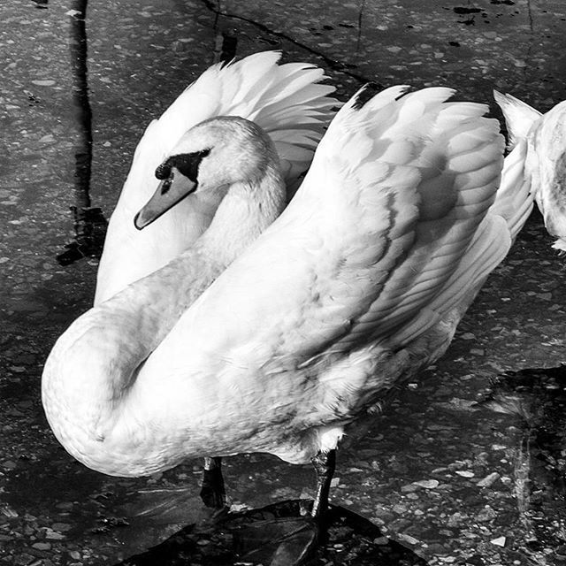 CLOSE-UP OF WHITE BIRDS