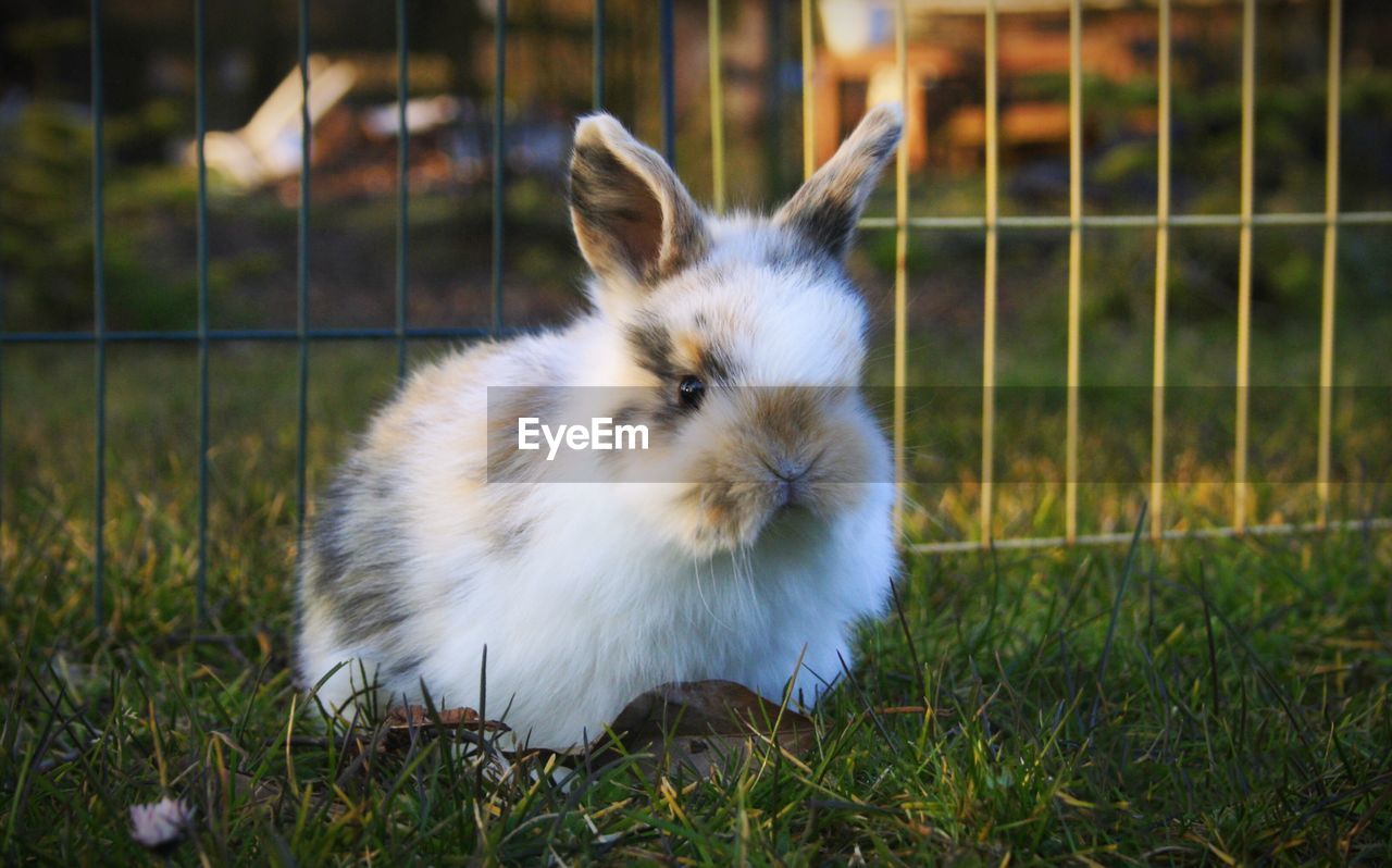 Close-up of bunny on grass in back yard