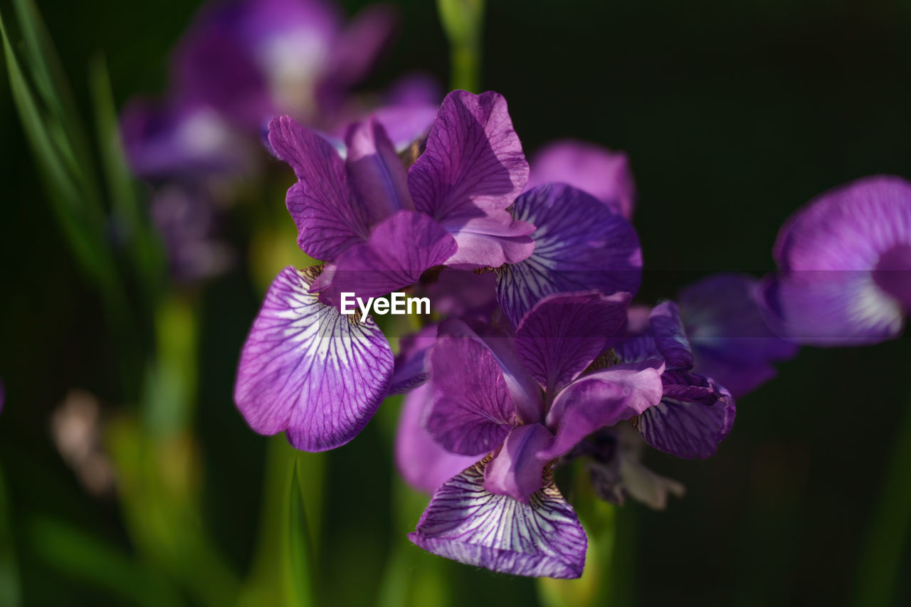 flower, flowering plant, plant, freshness, purple, beauty in nature, close-up, human eye, petal, fragility, inflorescence, flower head, iris, nature, growth, focus on foreground, outdoors, botany, blossom, macro photography, springtime, orchid, selective focus