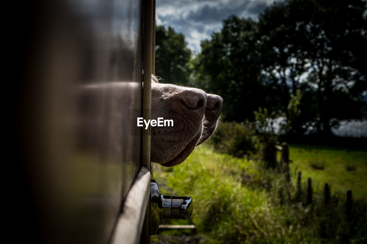 Close-up of dogs noses sticking out if a steam train window