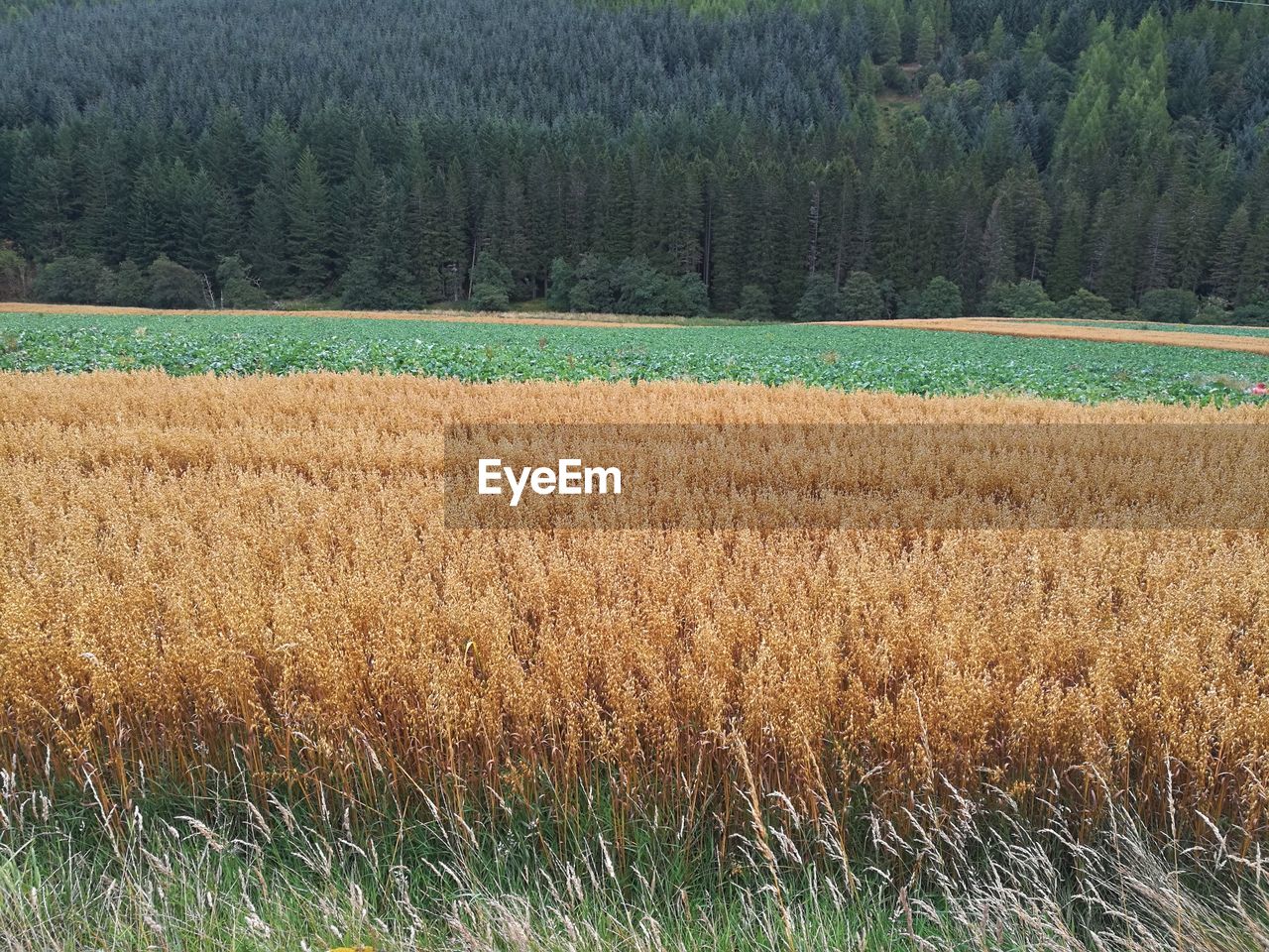 VIEW OF CROP FIELD