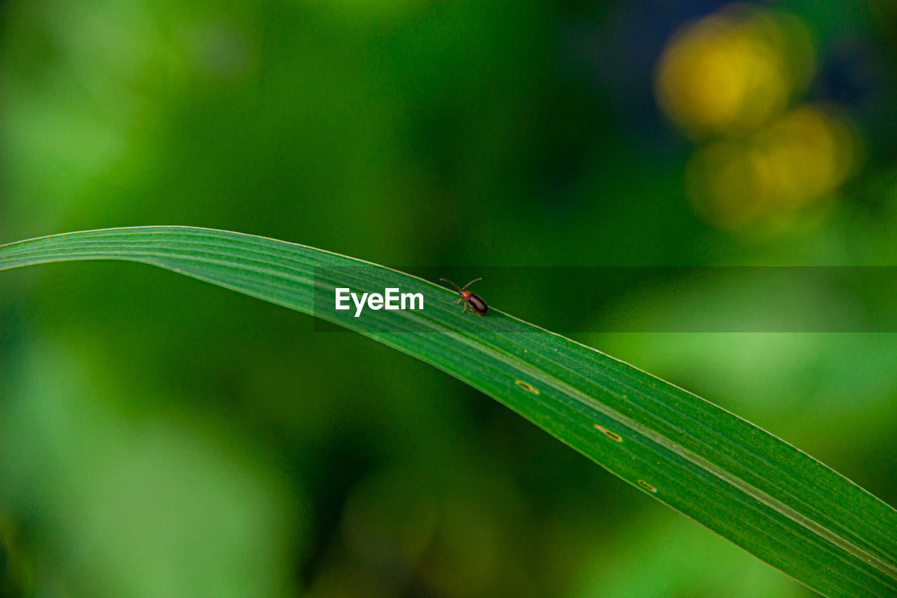 Close-up of insect on leaf