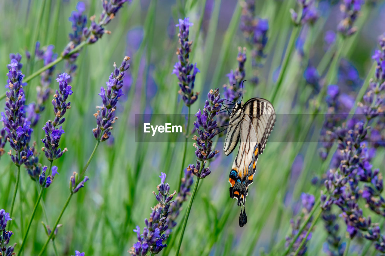 Closeup of a canada tiger swallowtail butterfly pollinating a lavender flower - michigan