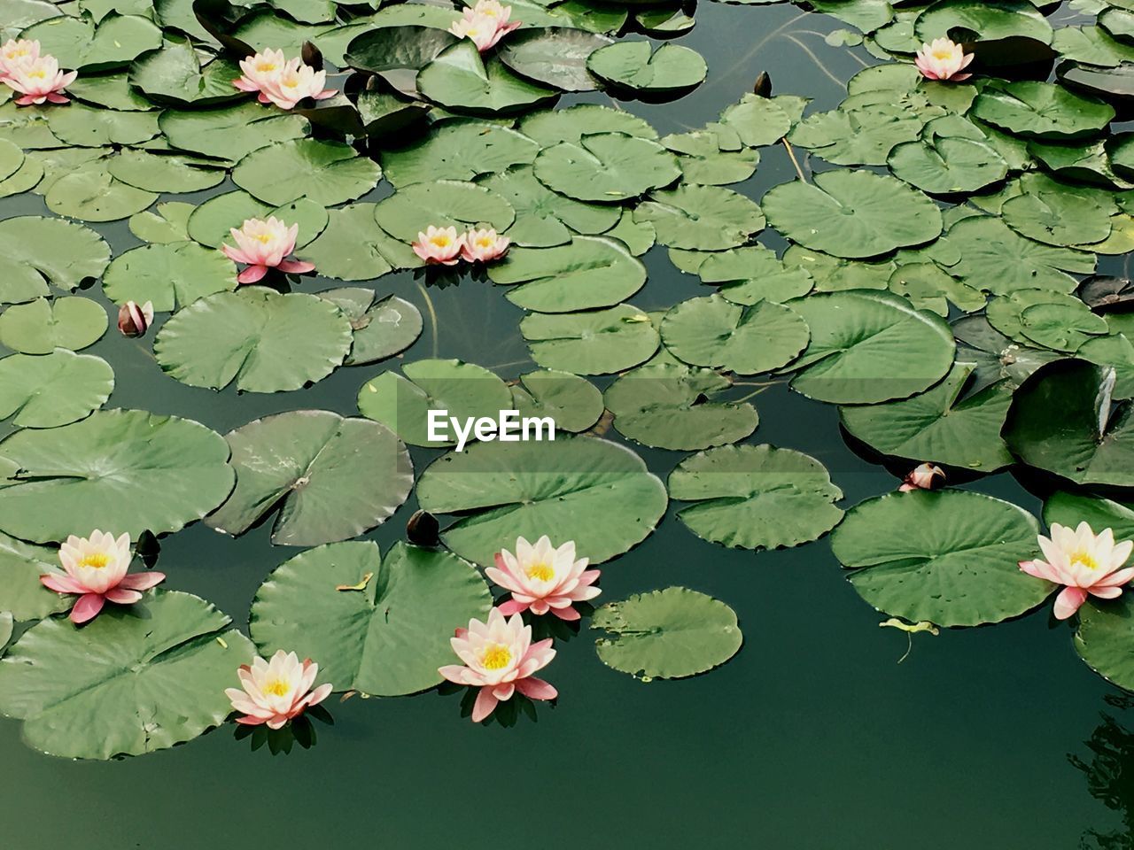 HIGH ANGLE VIEW OF WATER LILY ON LEAVES