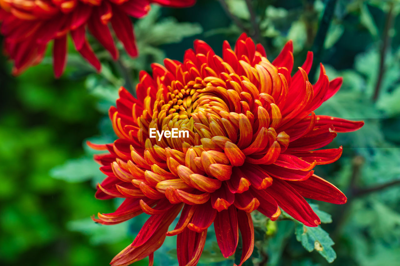 Red chrysanthemums close up in autumn sunny day in the garden. autumn flowers. flower head