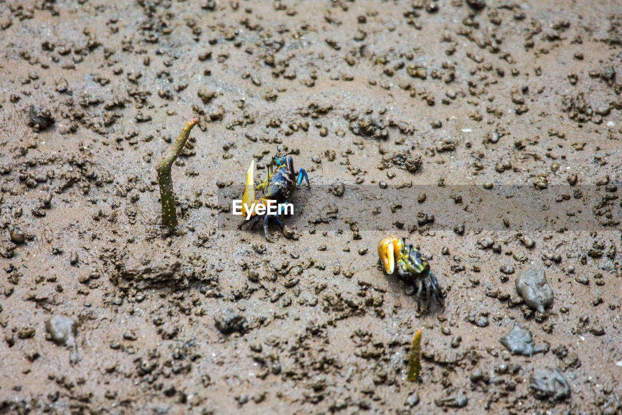 CLOSE-UP OF CRAB ON SAND