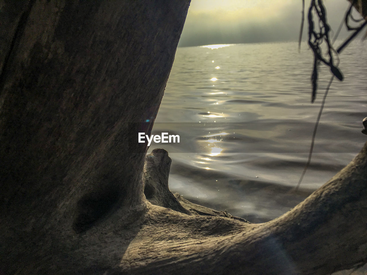 HIGH ANGLE VIEW OF TREE TRUNK AT BEACH