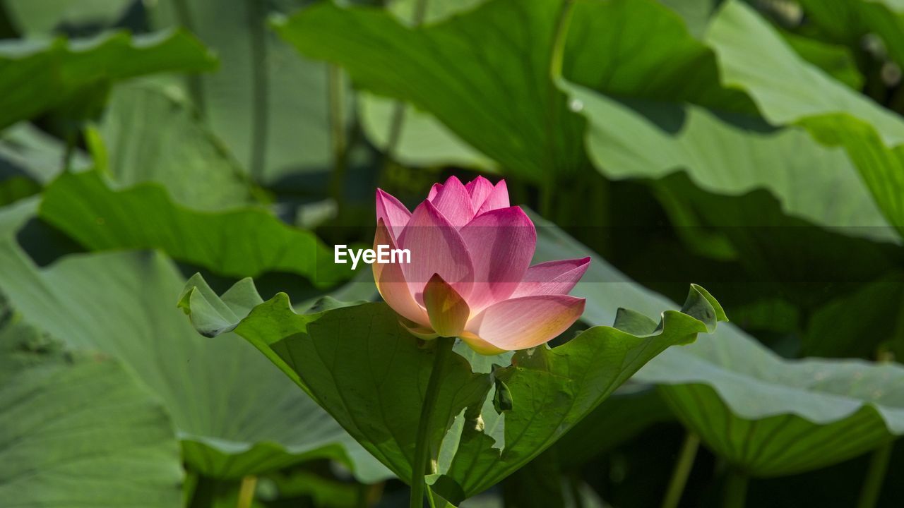 CLOSE-UP OF LOTUS WATER LILY