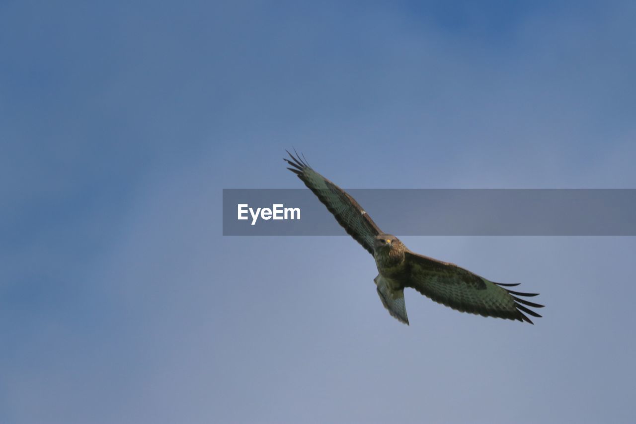 Low angle view of buzzard flying in sky