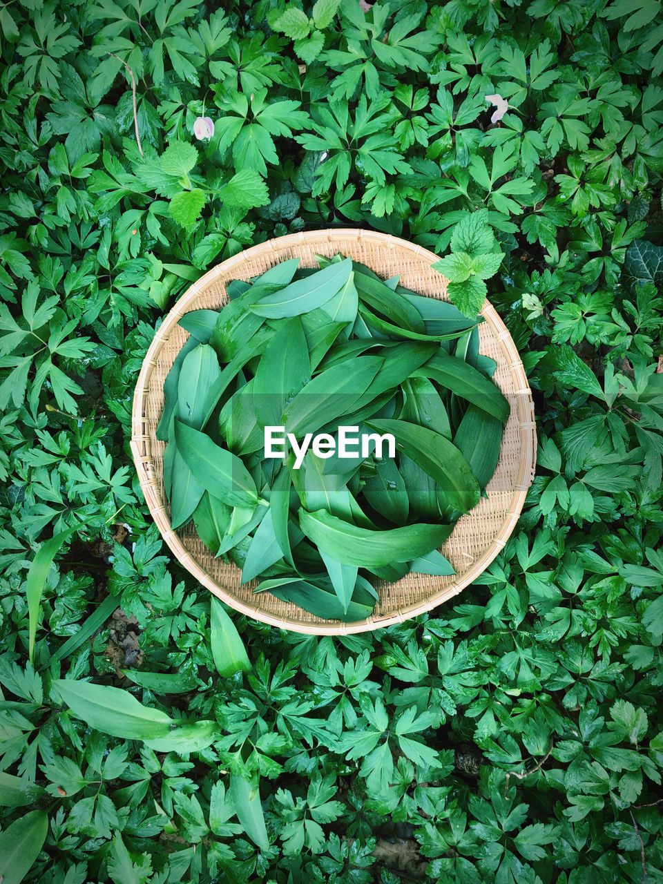 HIGH ANGLE VIEW OF GREEN LEAVES