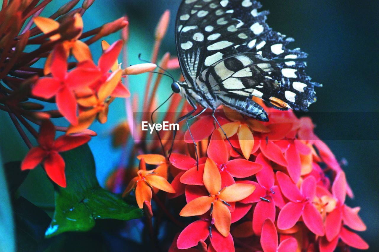 Close-up of butterfly on red flowers