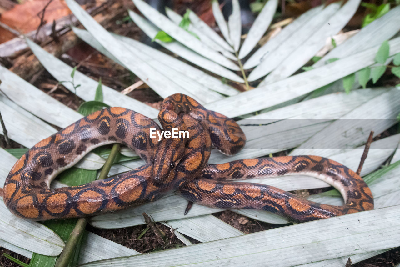 boa constrictor, animal, wood, boa, reptile, nature, no people, snake, animal themes, high angle view, animal wildlife, serpent, plant, outdoors, day, close-up, food, food and drink, wildlife