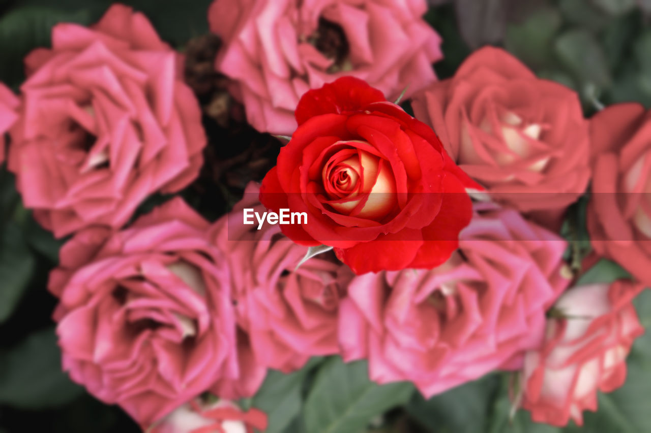 Close-up of rose bouquet